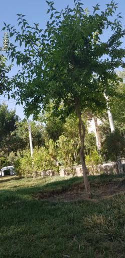 عکس بوستان صفا