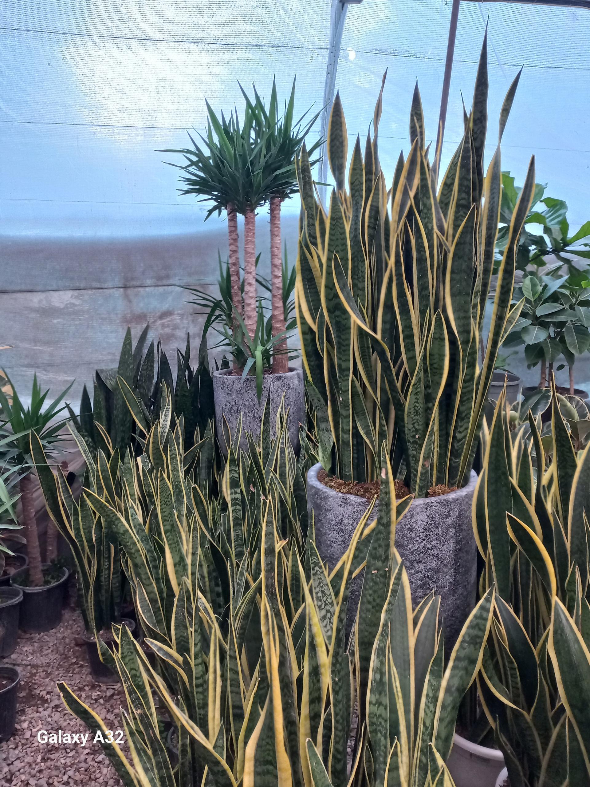 عکس تولید گل وگیاه نیکو و پرنیان 