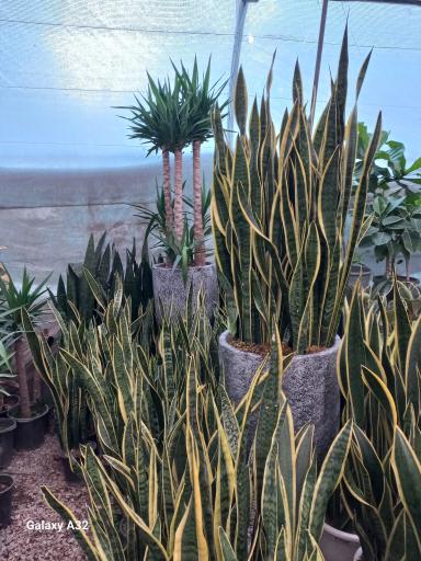 عکس تولید گل وگیاه نیکو و پرنیان 