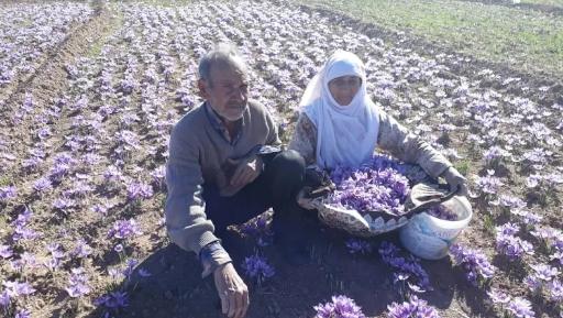 عکس زعفران هانی