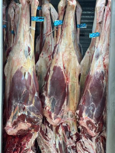 عکس گوشت شتر خیرالسادات