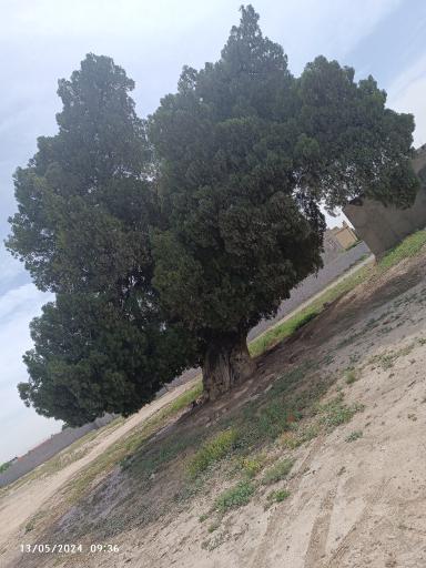 عکس درخت سرو تاریخی