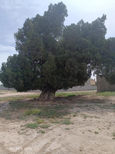 عکس درخت سرو تاریخی