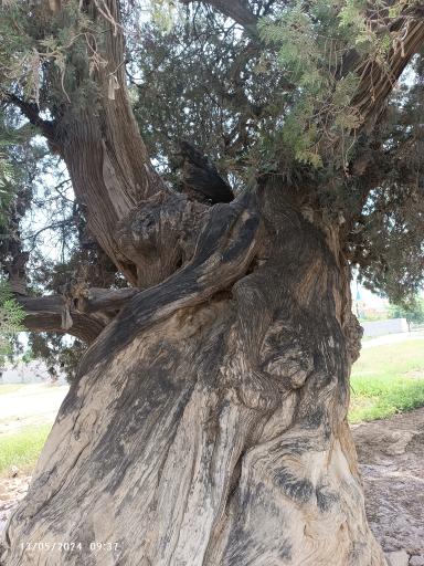 عکس درخت سرو تاریخی