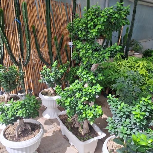 عکس پرورش گیاه داریوش