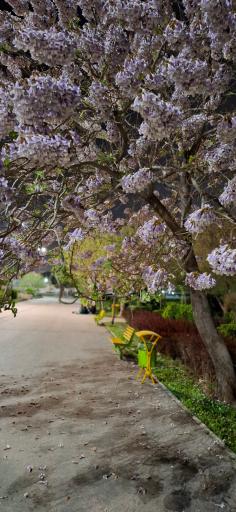 عکس بوستان وحدت