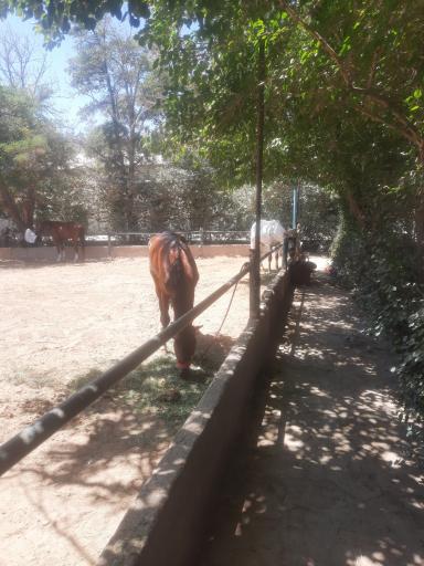 عکس مجموعه سوارکاری و کارتینگ ارشاد