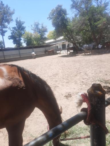 عکس مجموعه سوارکاری و کارتینگ ارشاد