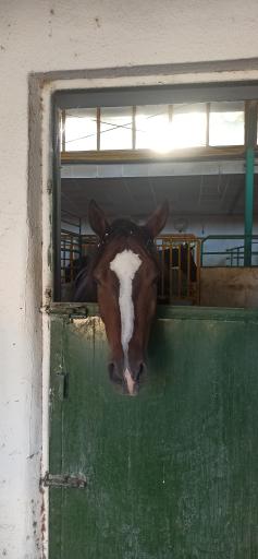 عکس مجموعه سوارکاری و کارتینگ ارشاد