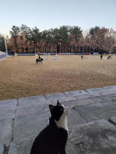 عکس مجموعه سوارکاری و کارتینگ ارشاد