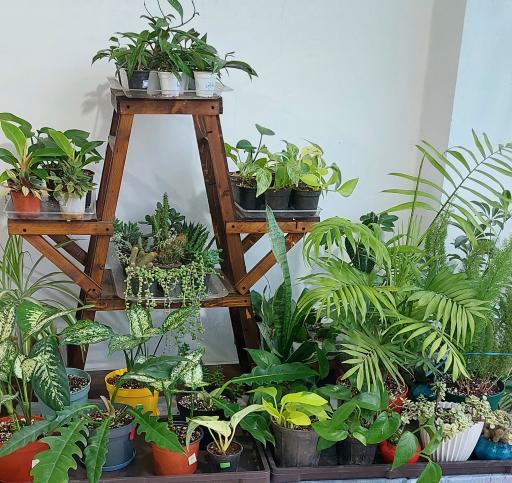 عکس ملکه سبز