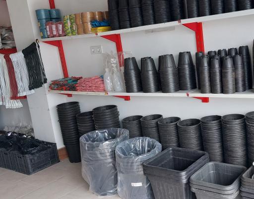 عکس ملکه سبز