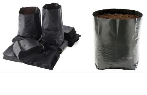 عکس ملکه سبز