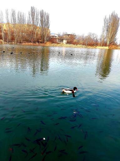 عکس دریاچه طرق رود