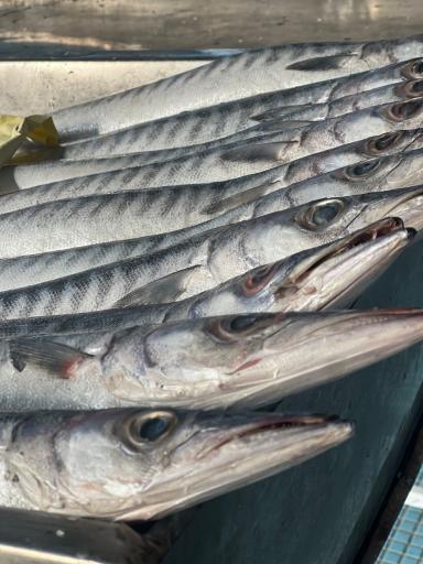 سالن عرضه ماهی زنده پیشگامان (قزل‌چی)