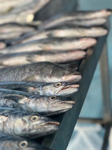 سالن عرضه ماهی زنده پیشگامان (قزل‌چی)