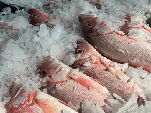 سالن عرضه ماهی زنده پیشگامان (قزل‌چی)