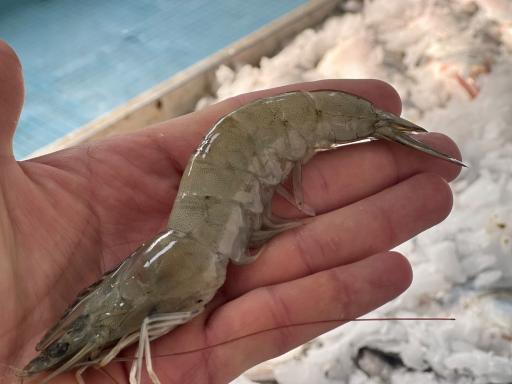 سالن عرضه ماهی زنده پیشگامان (قزل‌چی)