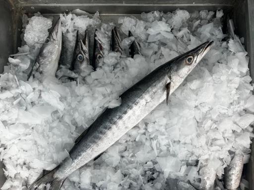 سالن عرضه ماهی زنده پیشگامان (قزل‌چی)