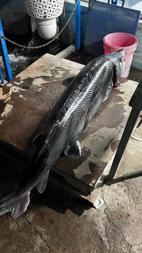 سالن عرضه ماهی زنده پیشگامان (قزل‌چی)