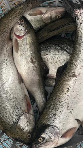 سالن عرضه ماهی زنده پیشگامان (قزل‌چی)