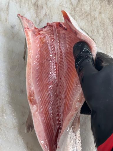 سالن عرضه ماهی زنده پیشگامان (قزل‌چی)