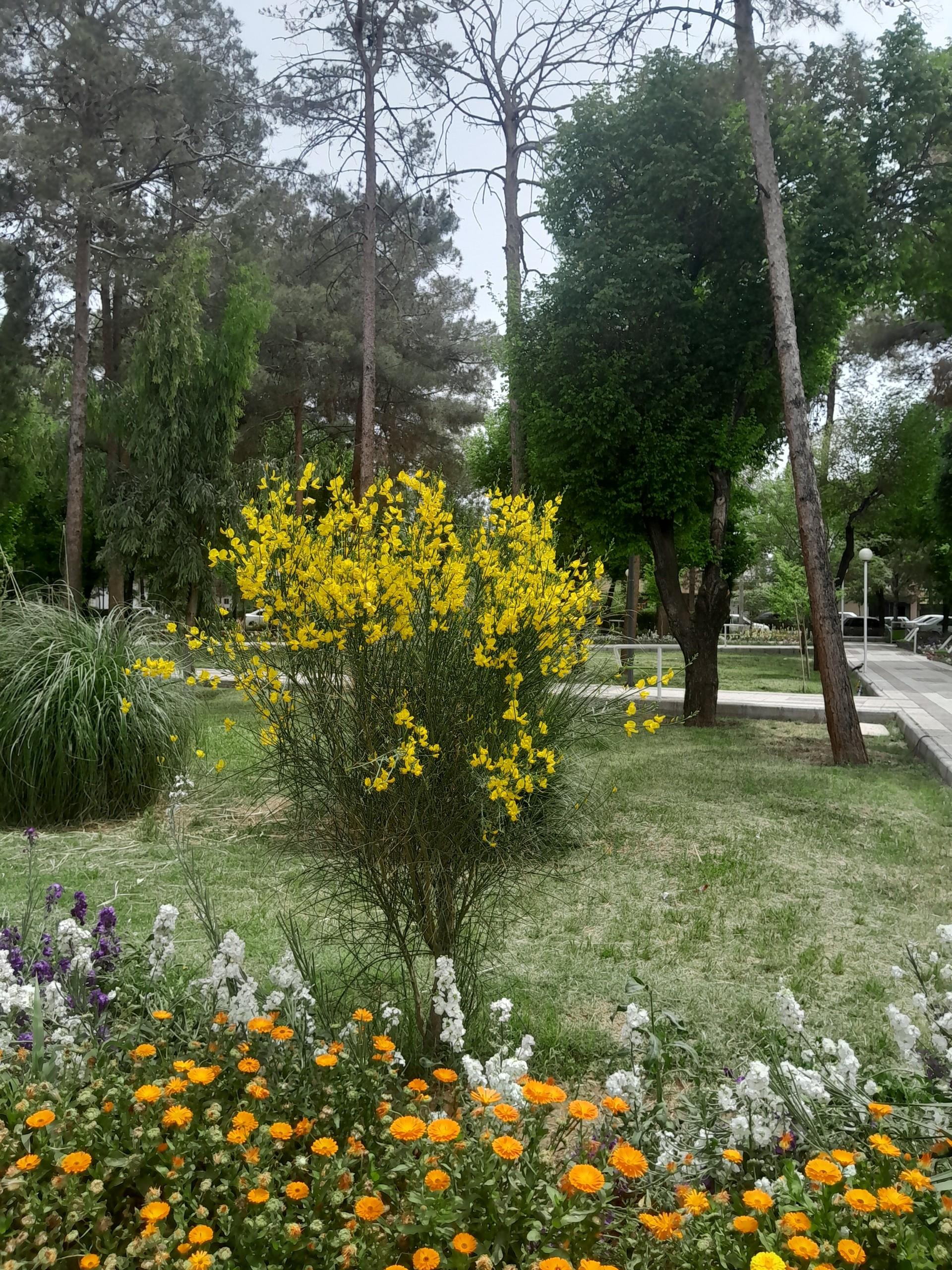 عکس بوستان جوان