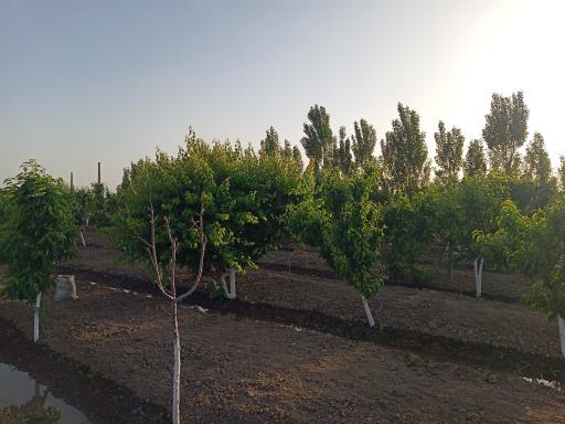 عکس باغ باباسید