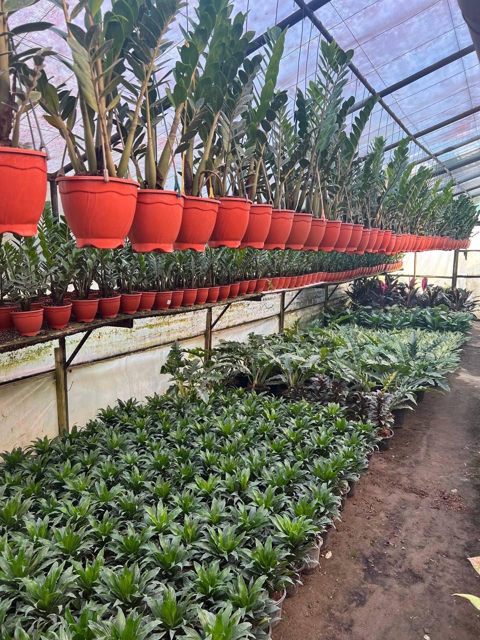عکس گلخانه آچیلا شعبه 1