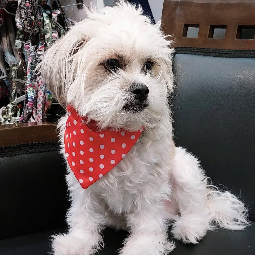 عکس کلینیک دامپزشکی برسا 