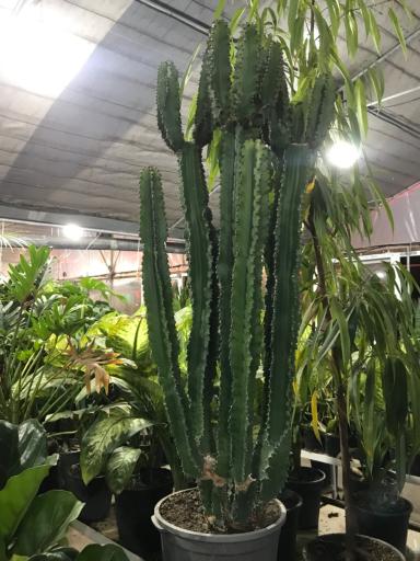 عکس گلخانه برخورداری