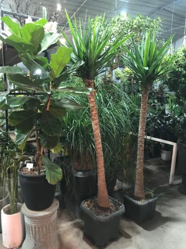 عکس گلخانه برخورداری