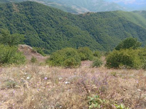 عکس جنگل های ارسباران