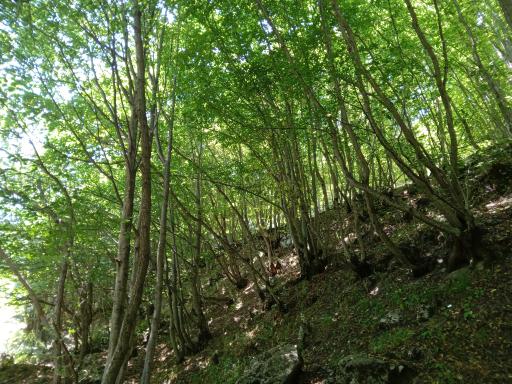 عکس جنگل های ارسباران