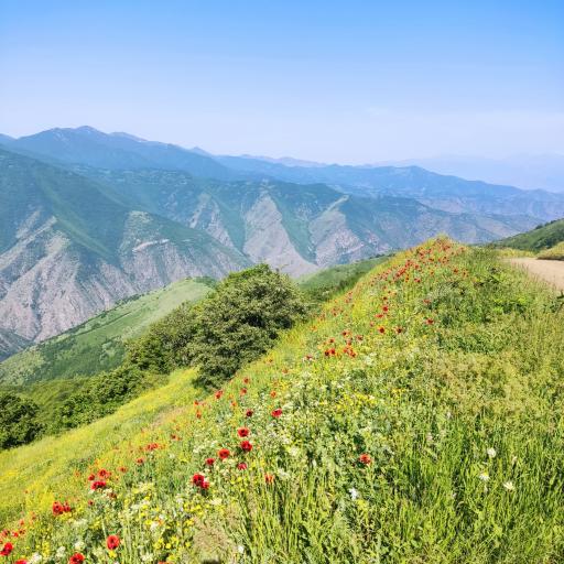 عکس جنگل های ارسباران