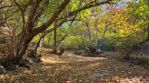 عکس جنگل های ارسباران