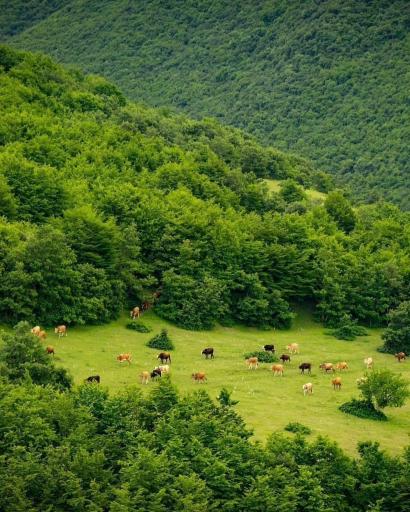 عکس جنگل های ارسباران