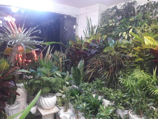 عکس گل فروشی شانار