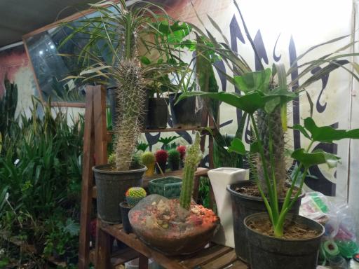 عکس گل فروشی محمد زاده شعبه ۲