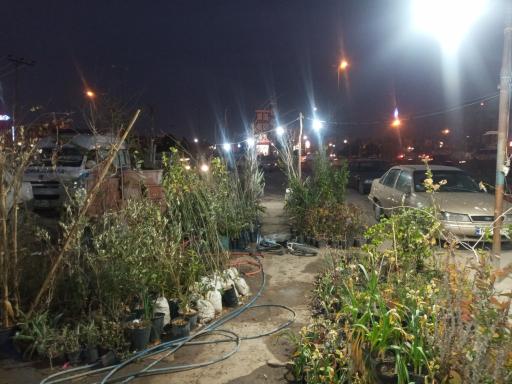 عکس گل فروشی محمد زاده شعبه ۲