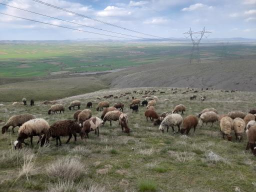 عکس گنده جین