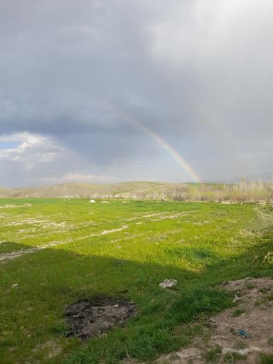 عکس گنده جین
