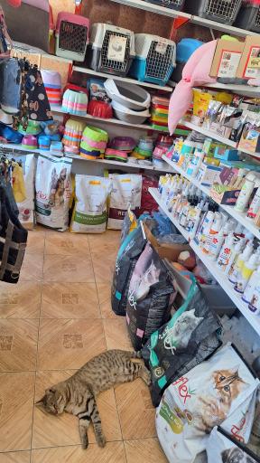 عکس پت شاپ هانی