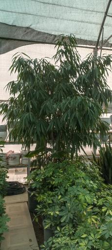 عکس گلخانه احمدی