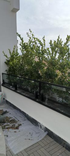 عکس گلخانه احمدی