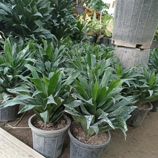 گلخانه احمدی