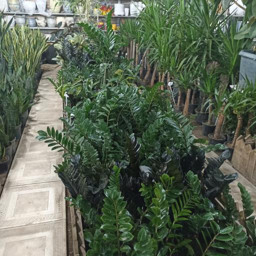 گلخانه احمدی