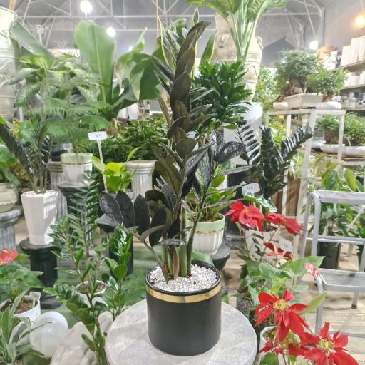 عکس گلخانه احمدی