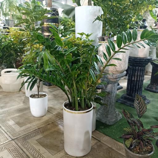 گلخانه احمدی