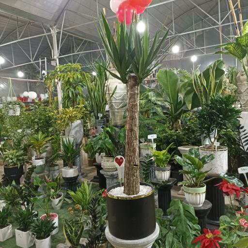 عکس گلخانه احمدی